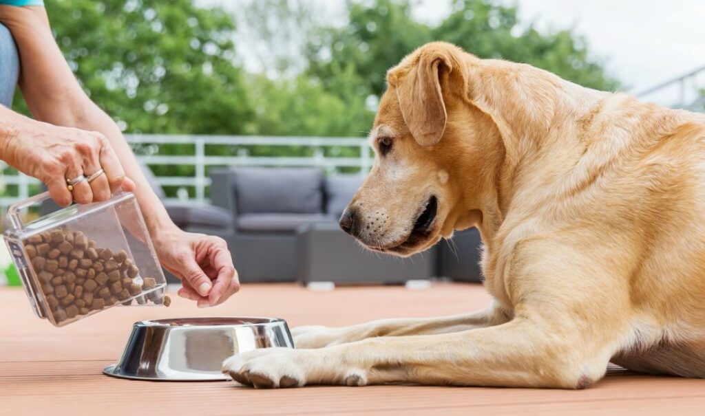 How to Save Money with Pet Expenses as a Renter