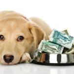 How to Save Money with Pet Expenses as a Renter